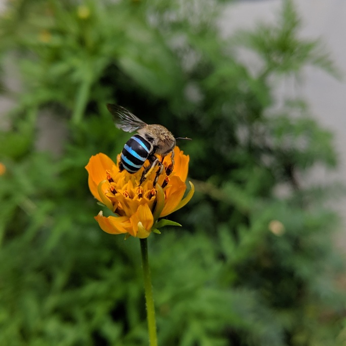 Bumble bee on Cosmos Flower www.sreejithv.com